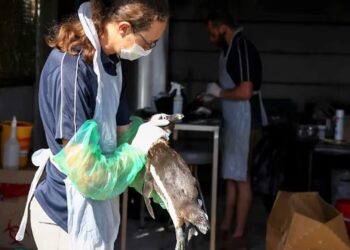 El origen de la gripe aviar: la infección que empezó en aves pero avanza en mamíferos