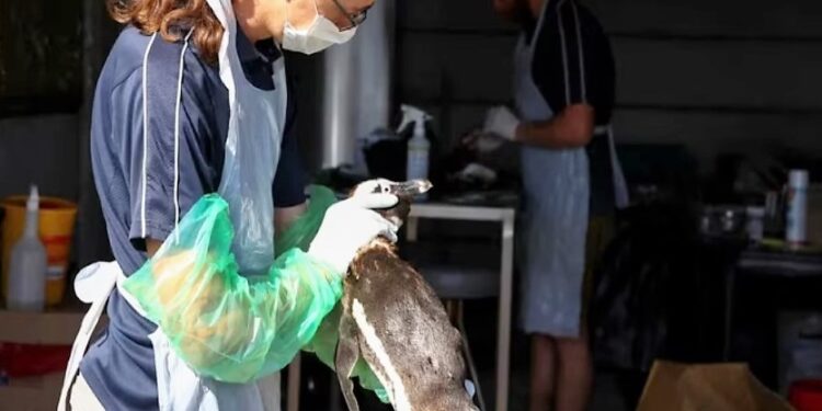 El origen de la gripe aviar: la infección que empezó en aves pero avanza en mamíferos