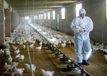 Se extiende la gripe aviar: ahora detectaron casos en Santa Fe 