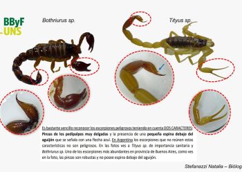 Los alacranes en la comarca: «Son bichos que mantienen a raya otras especies que si son perjudiciales para el ser humano»
