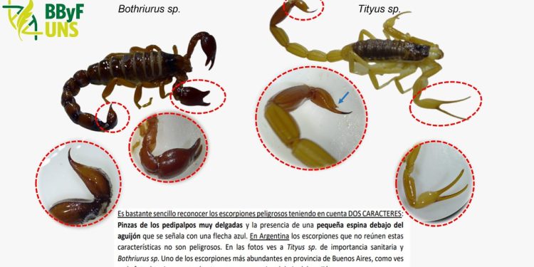 Los alacranes en la comarca: «Son bichos que mantienen a raya otras especies que si son perjudiciales para el ser humano»