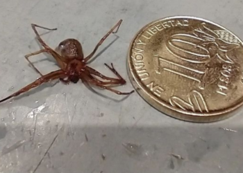 Natalia Stefanazzi: “Tenemos dos arañas de importancia sanitaria”