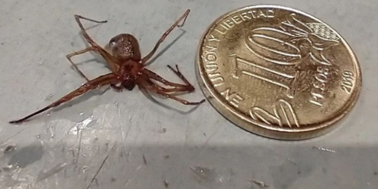 Natalia Stefanazzi: “Tenemos dos arañas de importancia sanitaria”