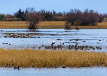 Crean una nueva reserva natural silvestre en San Clemente del Tuyú para la conservación ambiental