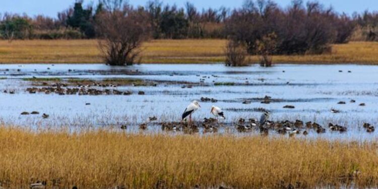 Crean una nueva reserva natural silvestre en San Clemente del Tuyú para la conservación ambiental