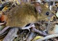 Fallece una mujer de 45 años por hantavirus en la ciudad de Bariloche