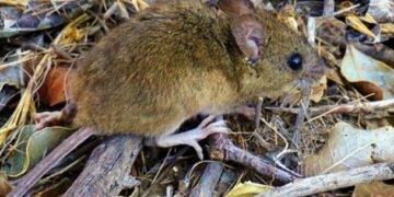Fallece una mujer de 45 años por hantavirus en la ciudad de Bariloche
