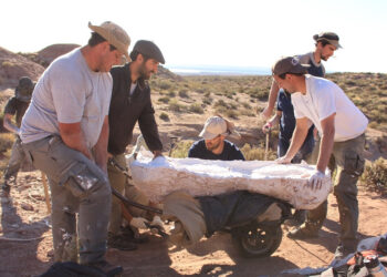 Descubren una nueva especie de dinosaurio gigante de 90 millones de años en Río Negro