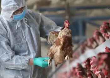 El Senasa establece nuevas medidas sanitarias de emergencia por la influeza aviar