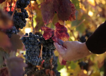 Lanzan una línea para financiación de proyectos de Enoturismo