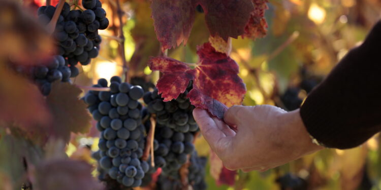 Lanzan una línea para financiación de proyectos de Enoturismo