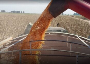 Estiman un rendimiento promedio de 5.800 kilos por hectárea de maíz en áreas de bolsa bahiense