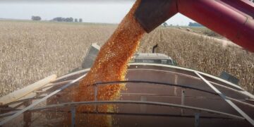 Estiman un rendimiento promedio de 5.800 kilos por hectárea de maíz en áreas de bolsa bahiense