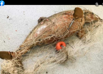 5 de Junio Día Mundial del Ambiente –  EL SILENCIO QUE MATA