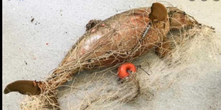 5 de Junio Día Mundial del Ambiente –  EL SILENCIO QUE MATA