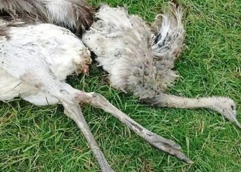 Condenaron a dos personas por cazar ñandúes con perros galgos en un campo de Médanos