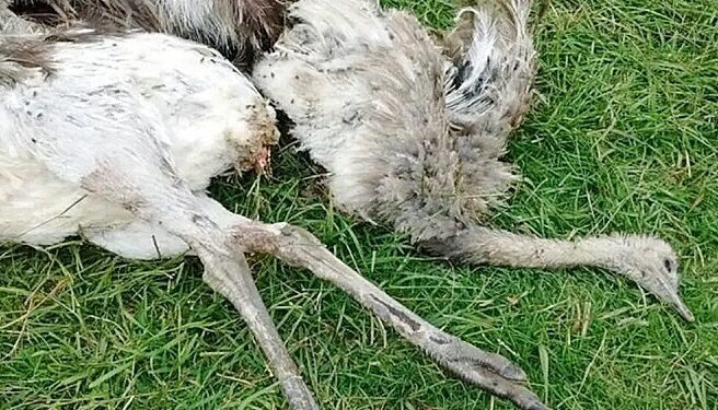 Condenaron a dos personas por cazar ñandúes con perros galgos en un campo de Médanos