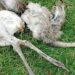 Condenaron a dos personas por cazar ñandúes con perros galgos en un campo de Médanos