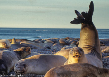 Estiman que hay 60.000 elefantes marinos viviendo en los alrededores de Península Valdés