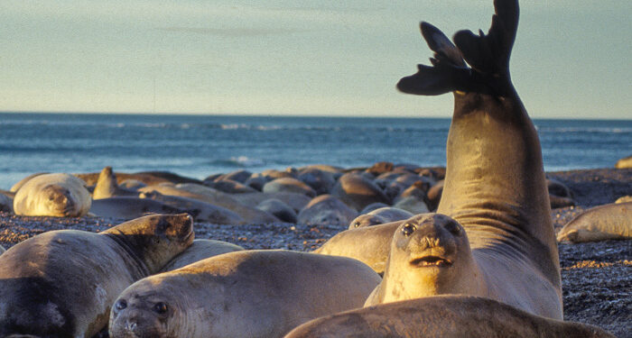 Estiman que hay 60.000 elefantes marinos viviendo en los alrededores de Península Valdés