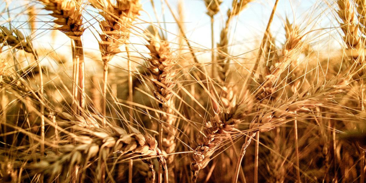 BONAERENSES, A LAS COSAS