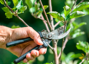 Las podas y/o extracciones de arbolado público en el distrito deben autorizarse