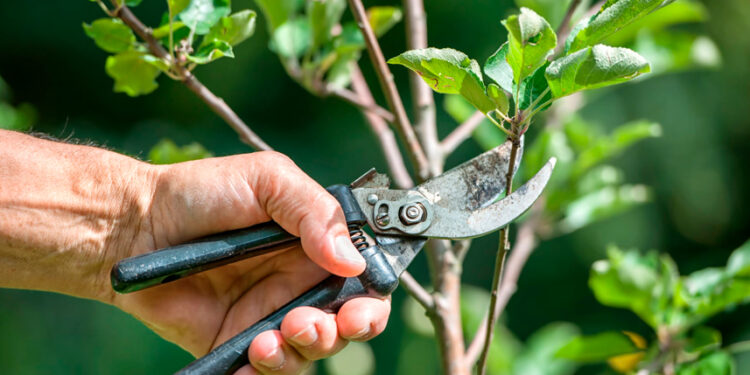 Las podas y/o extracciones de arbolado público en el distrito deben autorizarse