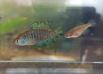 Descubren una nueva especie de pez en una Reserva Natural de Misiones