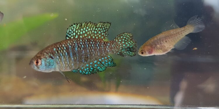 Descubren una nueva especie de pez en una Reserva Natural de Misiones