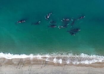 Proteccionistas advierten que ballenas y delfines sufren la amenaza del cambio climático y la caza