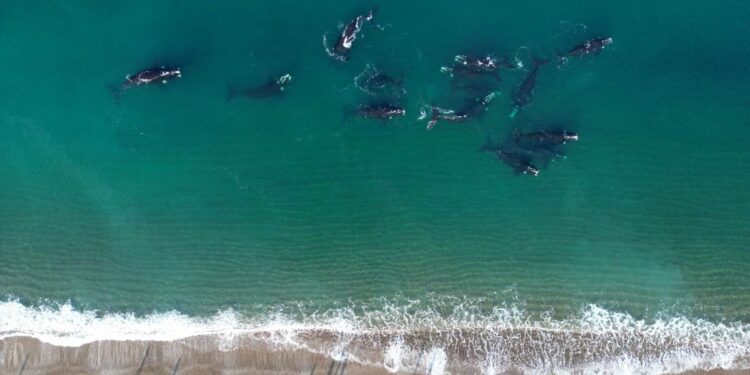 Proteccionistas advierten que ballenas y delfines sufren la amenaza del cambio climático y la caza