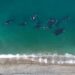 Proteccionistas advierten que ballenas y delfines sufren la amenaza del cambio climático y la caza