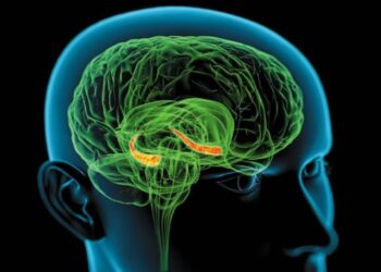 Cómo actúa Klotho, la proteína de la longevidad que mejora la memoria