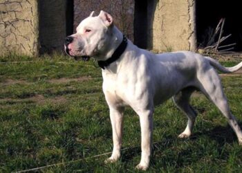 Murió una chica de 15 años tras ser atacada por dos perros dogo en Córdoba 