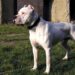Murió una chica de 15 años tras ser atacada por dos perros dogo en Córdoba