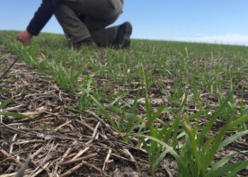Disponible una nueva línea de financiamiento para implantación de pasturas en el sudoeste bonaerense