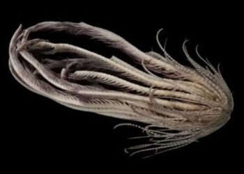 Antártida: científicos descubren una criatura de «20 brazos»