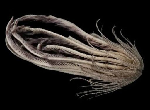 Antártida: científicos descubren una criatura de «20 brazos»