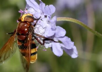 El cambio climático debilita plantas y árboles y la migración masiva de insectos elimina especies