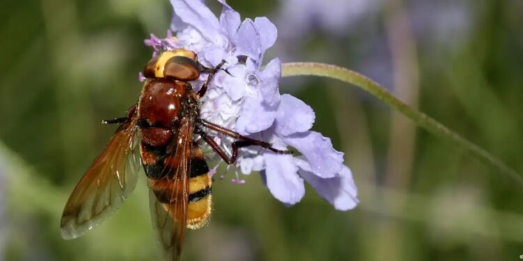 El cambio climático debilita plantas y árboles y la migración masiva de insectos elimina especies