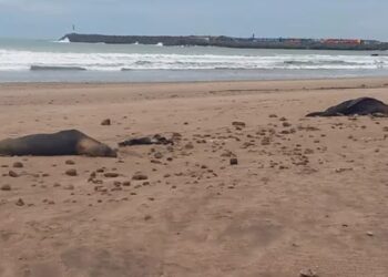 Influenza Aviar: Confirman nuevos brotes de lobos marinos en Necochea