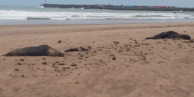 Influenza Aviar: Confirman nuevos brotes de lobos marinos en Necochea