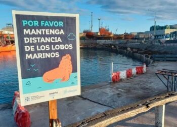 Aumentan los casos de gripe aviar en lobos marinos: recomiendan mantenerse lejos de las playas  Los nuevos contagios fueron