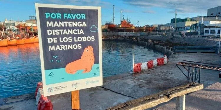 Aumentan los casos de gripe aviar en lobos marinos: recomiendan mantenerse lejos de las playas Los nuevos contagios fueron