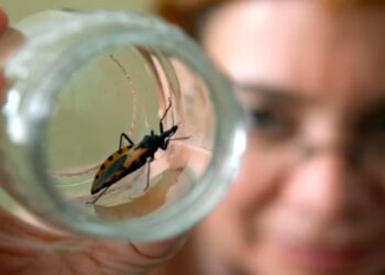 Cerca de la primera vacuna nasal contra el Chagas: desarrollada por científicos de la UBA y Europa está lista para la prueba en humanos