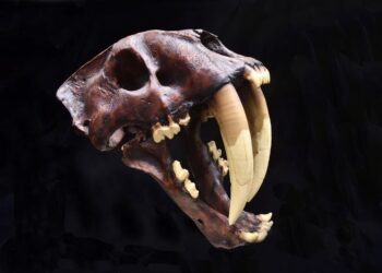 Nueva especie de dientes de sable desenterrada en Sudáfrica podría ayudar a comprender la evolución humana primitiva