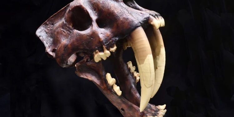 Nueva especie de dientes de sable desenterrada en Sudáfrica podría ayudar a comprender la evolución humana primitiva