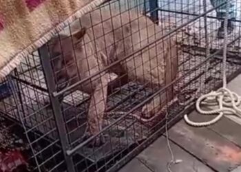 Liberan a un puma tras ser capturado en un barrio de Punta Alta