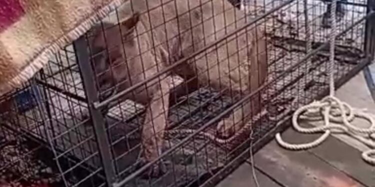 Liberan a un puma tras ser capturado en un barrio de Punta Alta