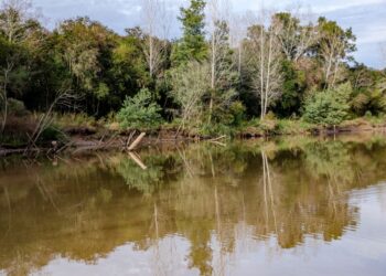 Ciervo de los Pantanos, el Parque Nacional que protege al cérvido más grande de Sudamérica